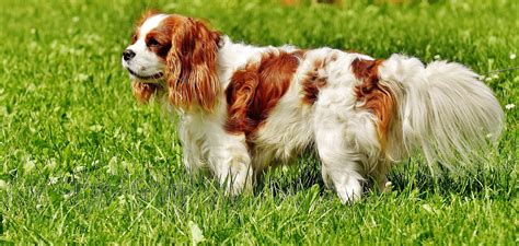 the nice dog